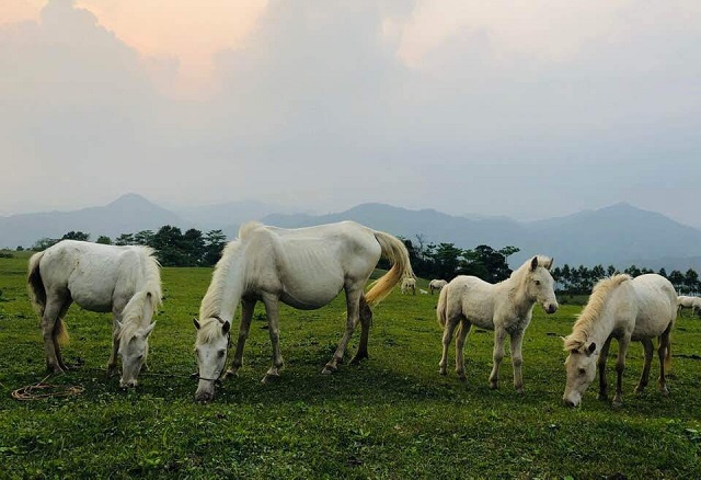 Nhờ vào việc phát triển đàn ngựa bạch, cùng với trồng rừng, chăn nuôi trâu, bò, dê…, cuộc sống của nhiều gia đình ở xã Hữu Kiên đã bớt khó khăn
