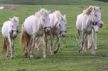 Lạng Sơn: Giải pháp phát triển bền vững đàn ngựa bạch Hữu Kiên
