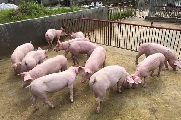Giá lợn hơi nội địa giảm sâu, sát mốc giá lợn nhập khẩu từ Thái Lan
