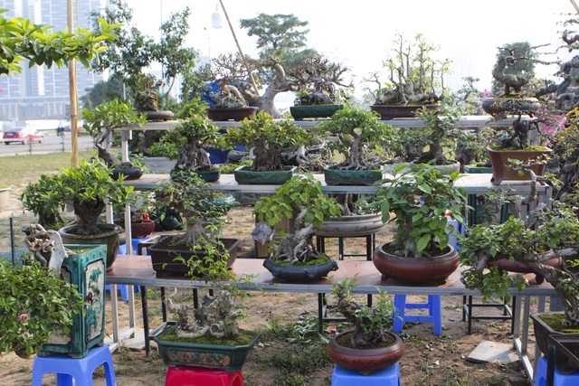 hợp tác phát triển bonsai bằng chế phẩm hữu cơ công nghệ cao và bảo vệ môi trường