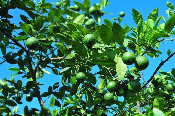 Những trái chanh đang trong giai đoạn phát triển, chuẩn bị cho thu hoạch tại một nhà vườn ở xã Tân Dân