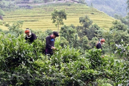 Hà Giang: Huyện Vị Xuyên đẩy mạnh sản xuất chè theo hướng VietGAP