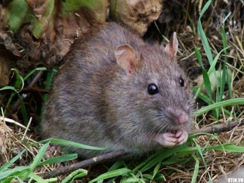 Hà Nội: Trong 5 năm diệt trên 19 triệu con chuột bảo vệ mùa màng