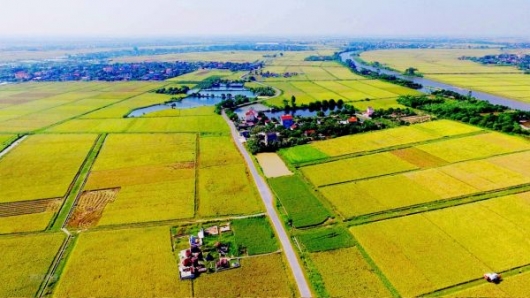 Hà Nội: Cấp giấy CNQSDĐ nông nghiệp sau dồn điền đổi thửa đạt 99,21%