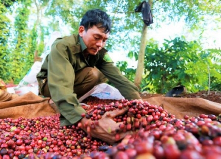 Tây Nguyên liên kết sản xuất cà phê sạch bền vững