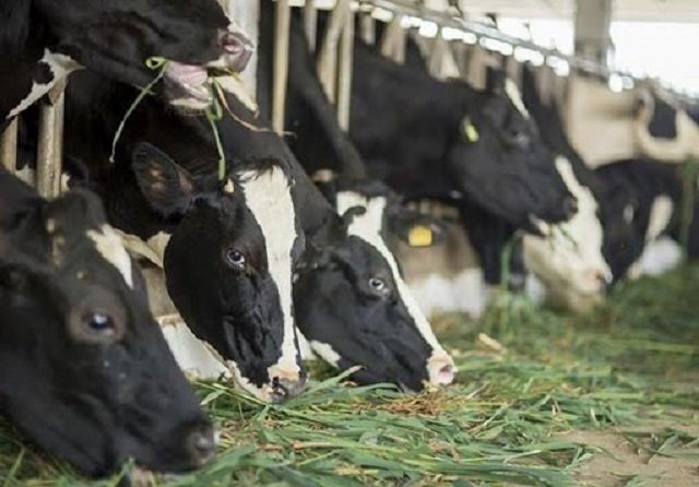 Dự án bò sữa ở Quảng Ngãi sẽ cần 24.000 tấn thức ăn là cây ngô mỗi năm