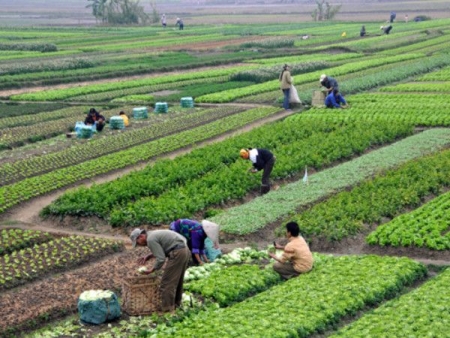 Nhiều giải pháp nâng cao giá trị sản xuất nông nghiệp Hà Nội