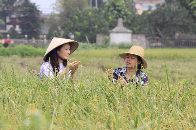 Nhắc đến gạo Hà Nội, không thể không nhắc đến gạo hữu cơ Đồng Phú (huyện Chương Mỹ)