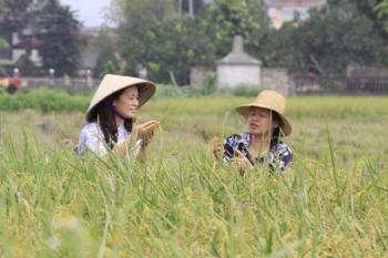 Hà Nội: Dẻo thơm gạo hữu cơ Đồng Phú