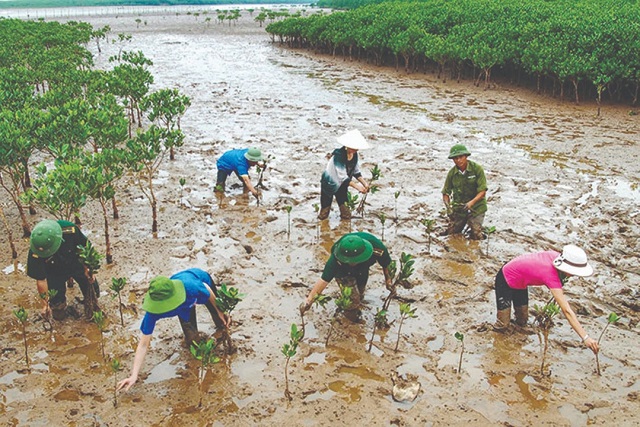 Nhằm ứng phó với biến đổi khí hậu tỉnh Bình Định đã triển khai nhiều nhiệm vụ