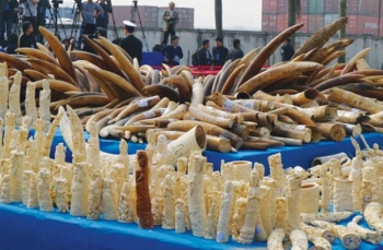Buôn lậu ngà voi vẫn phức tạp tại một số quốc gia, trong đó có Việt Nam