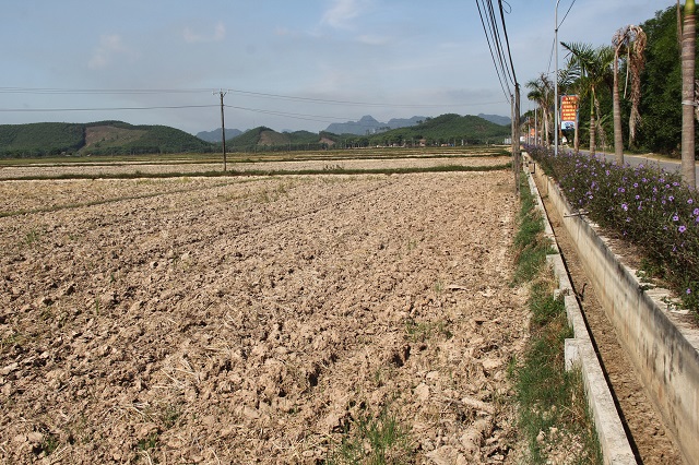 Nắng nóng kéo dài, hồ, đập thiếu nước khiến cho nhiều diện tích đất trồng lúa tại xã Phú Nhuận không thể gieo cấy được
