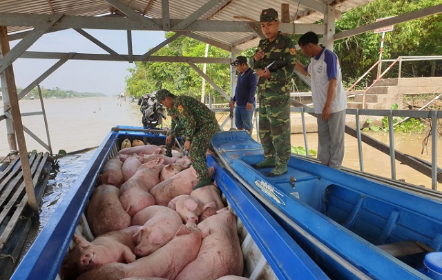 Tăng cường kiểm soát, ngăn chặn hoạt động vận chuyển trái phép lợn, sản phẩm từ lợn qua biên giới