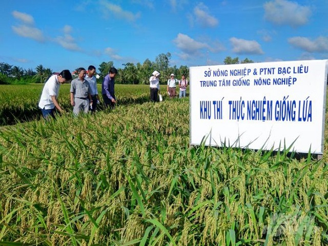 Trước đó, tỉnh Bạc Liêu đã thí nghiệm sản xuất giống lúa trên đất nuôi tôm