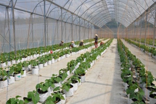 Bình Dương: Hơn 5.345 ha đất trồng trọt ứng dụng công nghệ cao