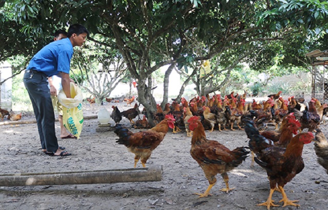 huyện Yên Thế đã thực hiện nhiều giải pháp đồng bộ nhằm nâng chất cho sản phẩm gà đồi
