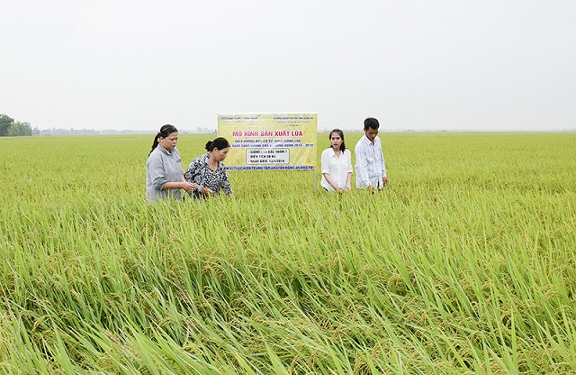 mô hình sản xuất lúa hữu cơ tại Quảng Trị đang được triển khai đã và đang mở ra một hướng đi mới cho người dân vùng khó