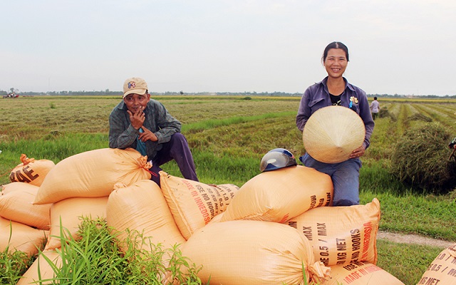 Nông dân Quảng Trị vui mừng khi vụ lúa hữu cơ được mùa