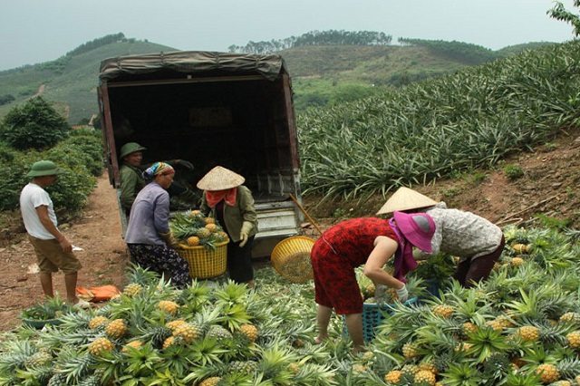 Người dân Lục Nam vào vụ thu hoạch dứa