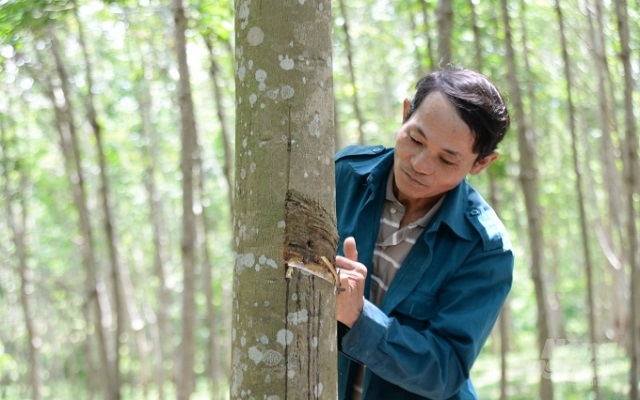 Với hơn 400ha, cây cao su đang trở thành cây chủ lực trong phát triển kinh tế của người dân xã A Dơi