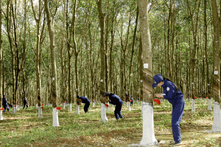Giá cao su hôm nay 14/7: Phiên chiều giảm đồng loạt