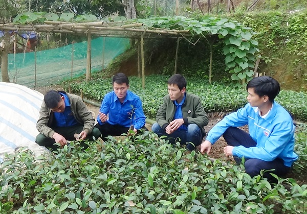 Trung tâm Khuyến nông và Dịch vụ nông nghiệp tỉnh Lào Cai xây dựng và cấp phát 6 tờ gấp kỹ thuật trong sản xuất cho nông dân vùng trồng quế