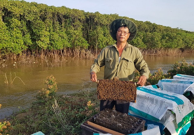 Mô hình nuôi ong dưới tán rừng ngập mặn của ông Trần Quang Vũ, xã Nga Tân mang lại thu nhập hàng trăm triệu đồng mỗi năm