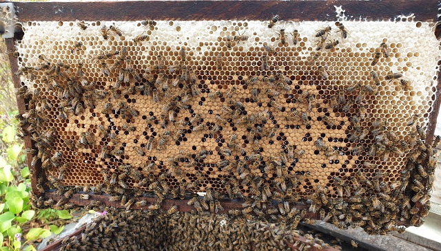 Hàng nghìn đàn ong nuôi tại ven rừng ngập mặn Nga Sơn, giúp nhiều hộ gia đình làm giàu