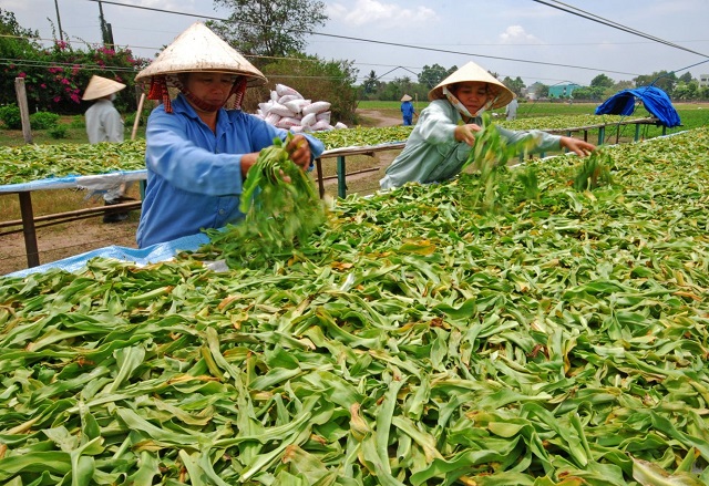 Mở rộng diện tích thâm canh cây dược liệu hữu cơ đồng thời bảo tồn và giữ gìn nguồn gen dược liệu có nguồn gốc bản địa Việt Nam