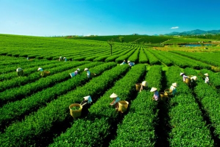 Hàng chục giống chè mới xanh tốt tại xứ chè Thái Nguyên
