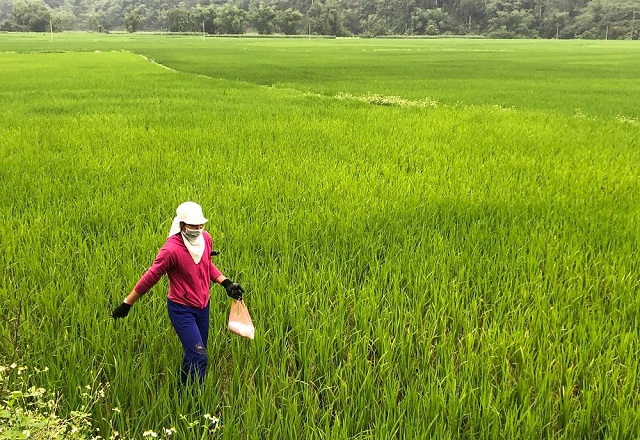 Lúa vẫn vẫn là cây trồng chủ lực của Hà Nội