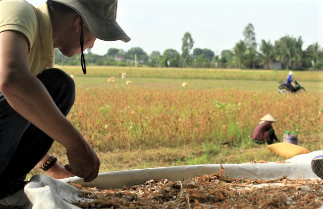 Vinasoy đưa cây đậu nành xuống vùng Đồng bằng sông Cửu Long thử nghiệm trên đất lúa tại tỉnh Đồng Tháp và Vĩnh Long