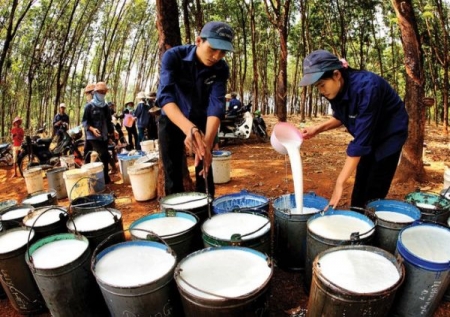 Giá cao su hôm nay 17/7: Ảm đạm trên khắp thị trường