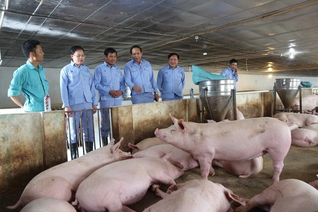 Doanh thu và lợi nhuận trong 6 tháng đầu năm của Dabaco vẫn chủ yếu đến từ mảng kinh doanh lợn thịt và lợn giống.