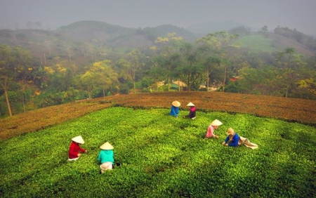 Xây dựng và phát triển bền vững thương hiệu chè Phú Thọ
