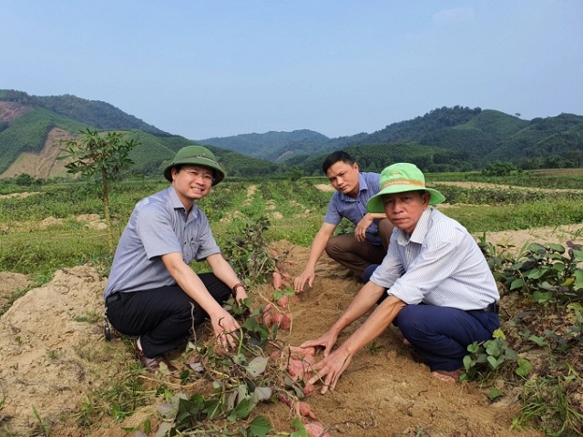 Sau thời gian trồng thử nghiệm trên địa bàn Hà Tĩnh, giống khoai lang KL20-209 đã cho thấy phù hợp với điều kiện địa phương, hiệu quả kinh tế cao