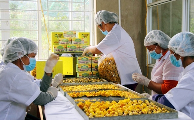 rà hoa vàng, sản phẩm OCOP chủ lực của huyện Ba Chẽ