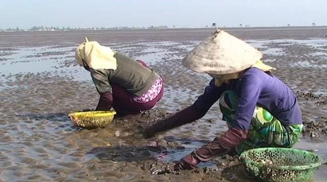 Giá nghêu thương phẩm tăng mạnh, người nuôi có lãi khá