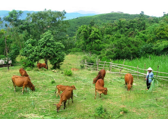 Tại Bình Định nghề nuôi bò đang phát triển mạnh