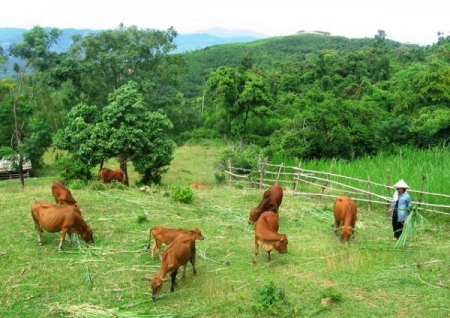 Bình Định: Phát triển mạnh mô hình trồng cỏ nuôi bò
