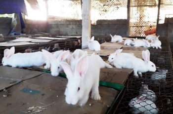 Hương Sơn - Hà Tĩnh: Đầu tư lớn phát triển nghề nuôi thỏ