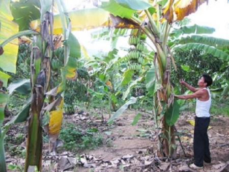 Bệnh héo rũ Panama – ‘Kẻ hủy diệt’ nhiều vùng chuối
