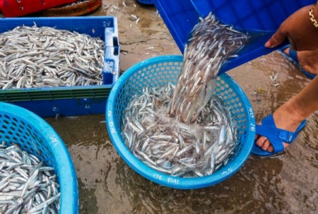 Ngư dân Nghệ An no đủ nhờ cá cơm được mùa, được giá