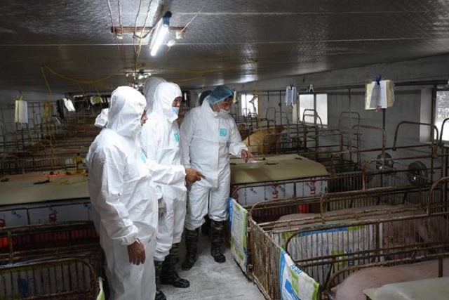 Đoàn công tác của Bộ NN-PTNT đi kiểm tra công tác tái đàn phục hồi chăn nuôi để tránh phụ thuộc vào nguồn nhập khẩu