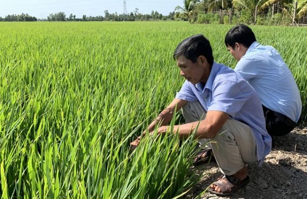 Cần Thơ: Nâng cao hiệu quả quản lý sản xuất kinh doanh lúa giống