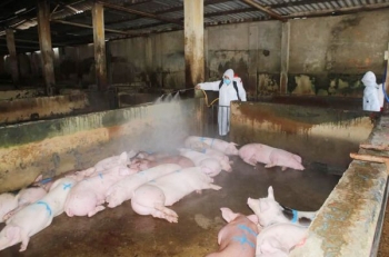 FAO - OIE cảnh báo nóng trước tình hình dịch tả lợn châu Phi lan rộng
