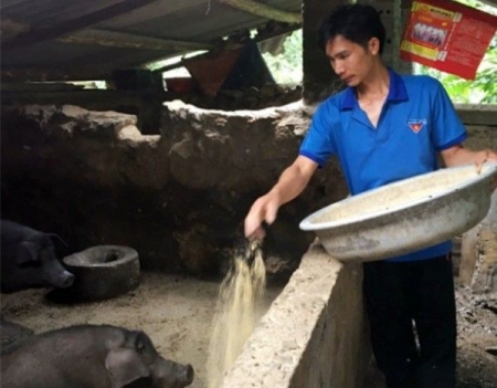 Nông dân Lào Cai ổn định kinh tế nhờ nuôi lợn đen kết hợp trồng quýt