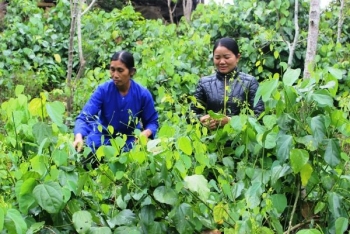 Thái Nguyên: Nâng cao thu nhập nhờ trồng rau bò khai trên đất cằn