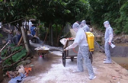 Hà Nội: Mở đợt vệ sinh, tiêu độc môi trường trong chăn nuôi mùa mưa lũ