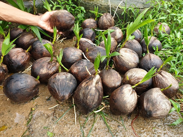 trồng dừa tại huyện Hoài Nhơn
